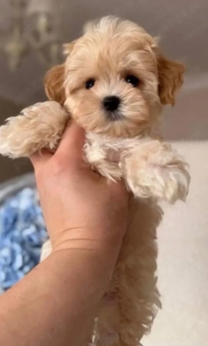 Maltipoo apricot băiețel 2000 lei - imagine 3