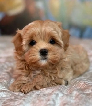 Maltipoo apricot băiețel 2000 lei - imagine 2