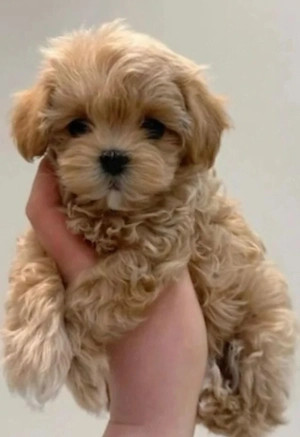 Maltipoo apricot băiețel 2000 lei