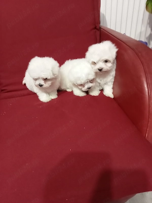 Cățeluși Bichon Maltez  - imagine 5