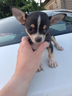 puiuti chihuahua 