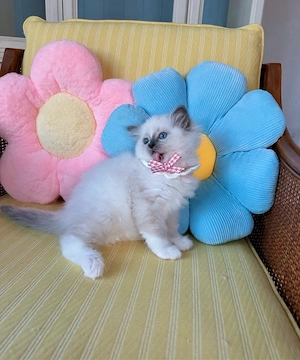 Ragdoll disponibil  - imagine 2