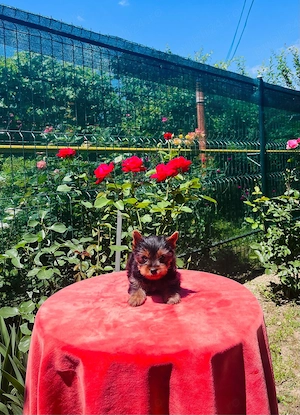 Yorkshire terrier pedigree A - imagine 4