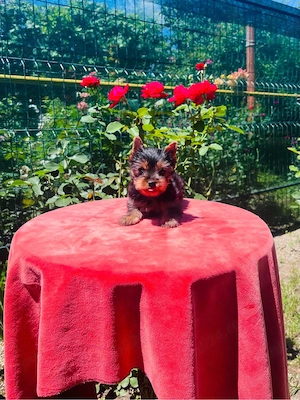 Yorkshire terrier pedigree A - imagine 2