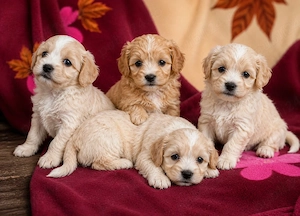 Maltipoo, jucăuși 