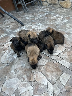Catei malinois - imagine 5