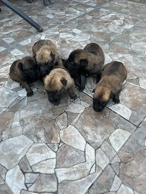 Catei malinois - imagine 3
