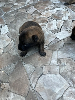 Catei malinois - imagine 4