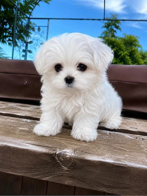 bichon maltez mini toy
