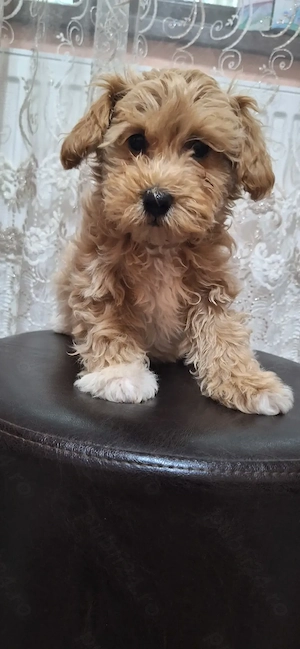 Maltipoo. ...