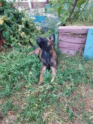 vand ciobanesc belgian malinois - imagine 2