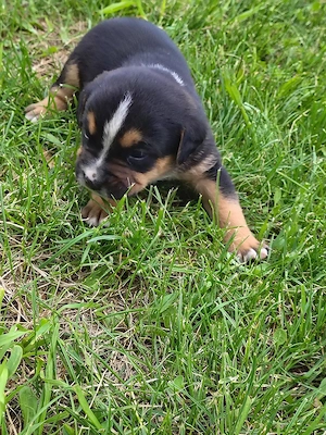 american bully pocket  - imagine 5
