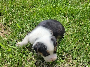 american bully pocket  - imagine 3