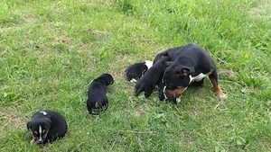 american bully pocket 