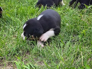american bully pocket  - imagine 2
