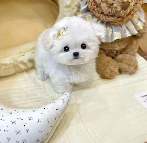 Bichon Maltez Mini Toy  - imagine 2