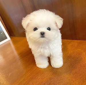 Bichon Maltez Mini Toy  - imagine 3