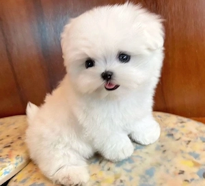 Bichon Maltez Mini Toy  - imagine 2