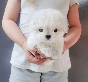 Maltipoo Pudel Mini Toy Poodle white