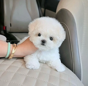 Maltipoo Pudel Mini Toy Poodle white - imagine 2