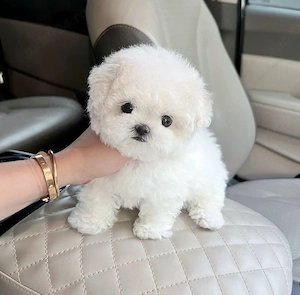 Maltipoo Pudel Mini Toy Poodle white - imagine 3