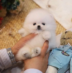 Pomeranian Boo mini Toy 