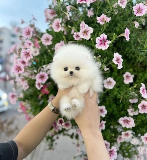 Pomeranian Boo mini Toy  - imagine 3