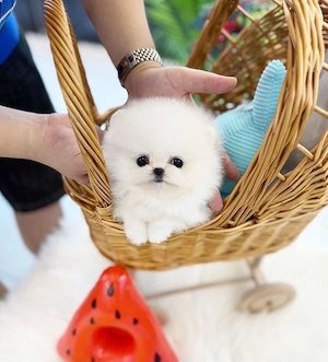 Pomeranian Boo mini Toy  - imagine 2