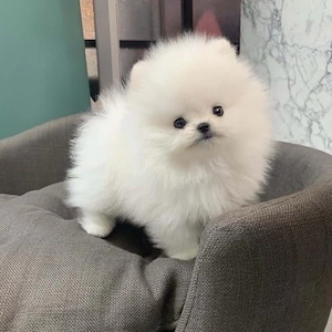 Pomeranian Boo Mini Toy  - imagine 2
