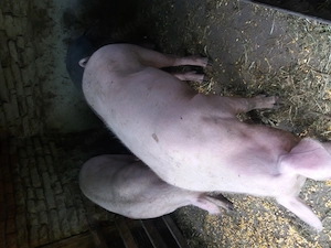 Vand porci 120 130kg  - imagine 2