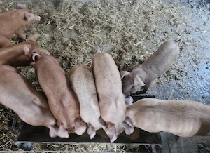 Vand purcei rasa Duroc de 8 saptamani in Moldoveni judetul Neamt - imagine 3