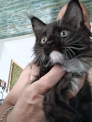 Puiuți Maine Coon
