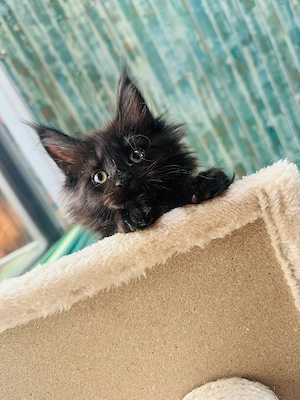 Puiuți Maine Coon - imagine 4