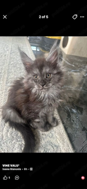 Puiuți Maine Coon - imagine 5