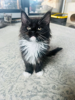 Puiuți Maine Coon - imagine 2