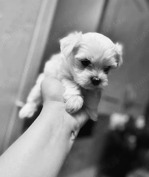 Vand bichon mini toy 6 saptamani fetita - imagine 1