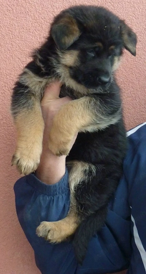 Ciobanesc german 