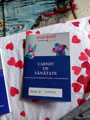 Vand 3 catei disponibili frumosi  - imagine 5