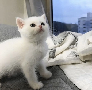British Shorthair 