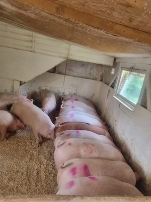 Porci de vanzare 