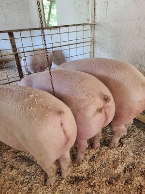 Porci De Vanzare  - imagine 4