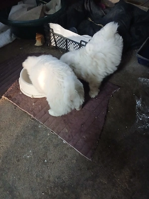 Vând pui bichon maltez  - imagine 2