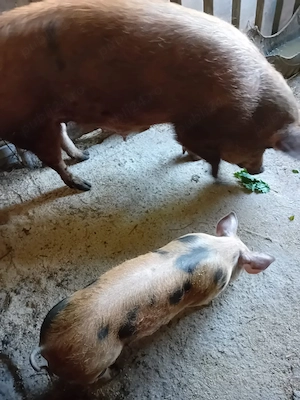 Porci de vânzare