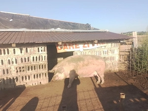 purcea de vanzare sau schimb capre sau oi
