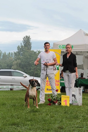 Dresaj canin și transport - imagine 5