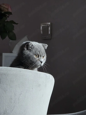 Motanel Scottish Fold, carnet de sănătate, vaccin și deparazitare 