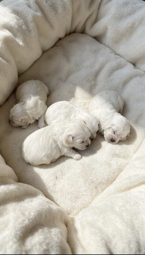 Bichon Maltez 