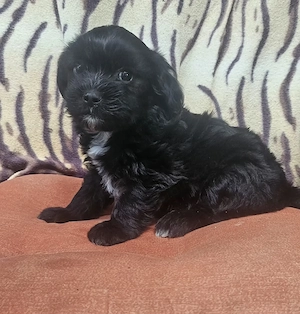 Border Terrier cu Bichon Havanez - imagine 3