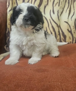 Border Terrier cu Bichon Havanez - imagine 4