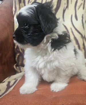 Border Terrier cu Bichon Havanez - imagine 5